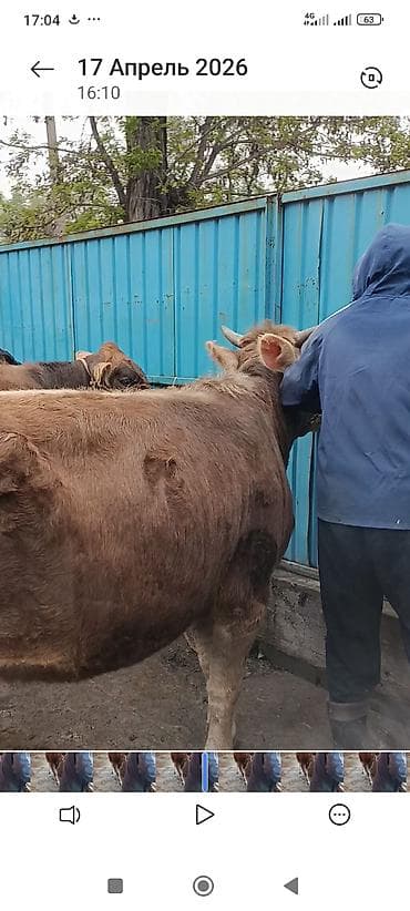 кара джигач: Продаю | Бык (самец) | На откорм | Привязанные — 5