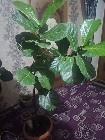 Бөлмө өсүмдүктөрү: Фикус лиры (Ficus lyrata), крупномер в горшке. - Эффектное комнатное — 1