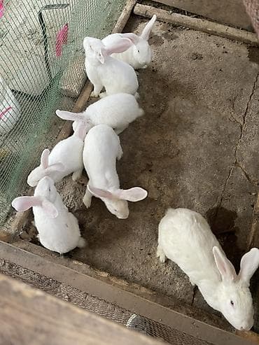 кошка маленкая: Продаю | Крольчата | Новозеландская, НЗК | Для разведения — 1