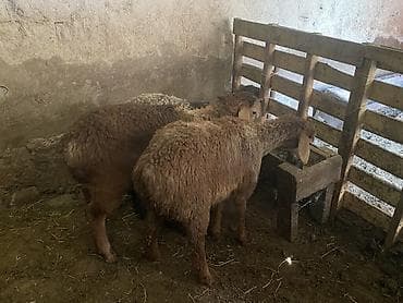 ош кой: Продаю | Ягненок | Гиссарская, Полукровка, Эдильбаевская | На забой, Для разведения | Ярка — 3