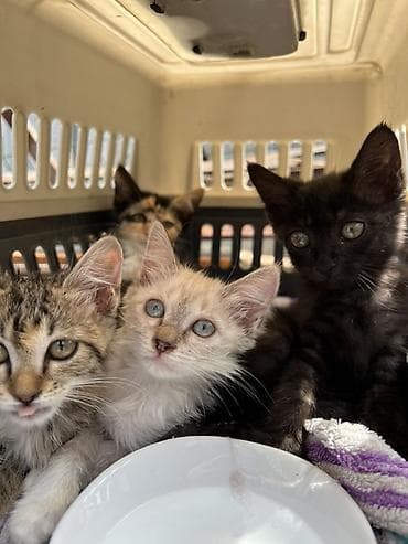 кошки коты котята: Котята, помёт из нескольких малышей разной окраски: - кремовый с — 2