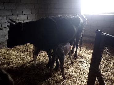 кой мал: Продаю | Корова (самка) | Полукровка | Для разведения | После отела — 1