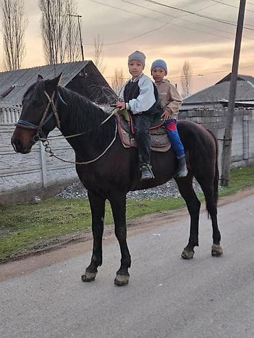 лошадь лошадь: Продаю | Жеребец | Английская | Конный спорт | Мерин — 2