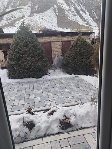 Саженцы деревьев: Ели