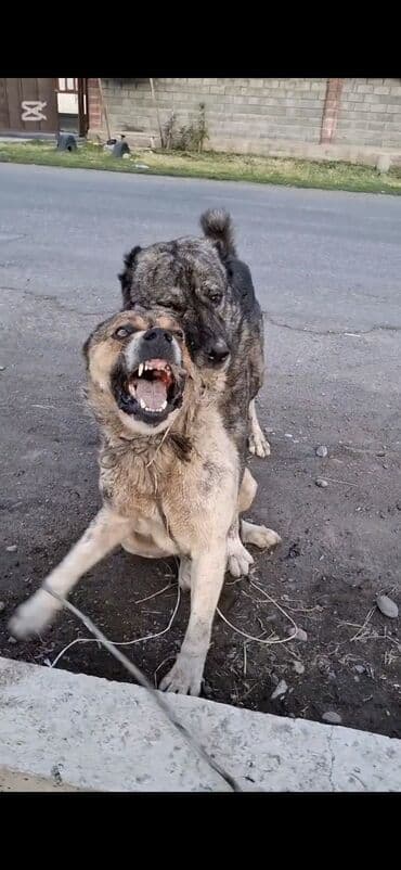 купить собаку доберман: Пастушья/стороживая собака крупного формата (кыргыз добот/старотипная — 18