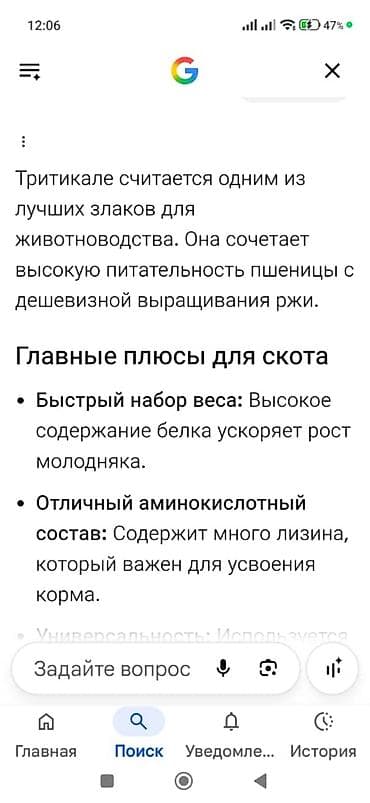 декалб уайт: Пшеница сорт Тритикале ! 720 кг ! — 3