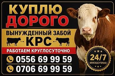 Услуга: выездной выкуп КРС с вынужденным забоем