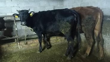 кунажын: Сатам | Уй (ургаачы), Бука (эркек), Кунаажын | Голштин, Алатоолук, Швиц | Союуга, Көбөйтүү үчүн, Бордоп семиртүү үчүн | Кысыр, Музоологондон кийин, Асыл тукумдуу — 2