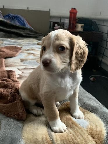 охотичный собака: Щенки русский охотничий спаниель - Порода: Русский охотничий — 8