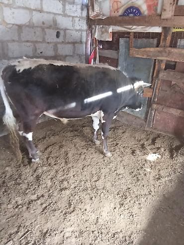 Үй жаныбарлары: Сатам | Бука (эркек) — 2