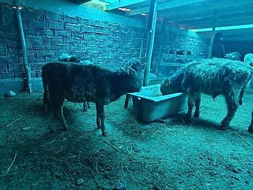 молоко воз: Продаю | Бык (самец), Музоо, торпок | На откорм, Для разведения — 1