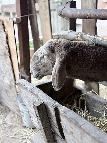 Животные: Продаю | Баран (самец) | Арашан — 2
