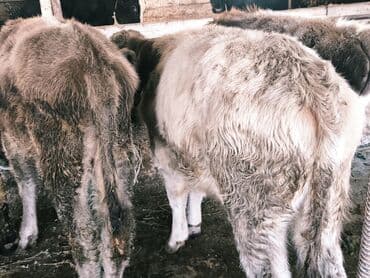 продам бу оборудование для птицефабрики: Продаю | Бык (самец) | Швицкая, Симментальская, Аулиекольская | На откорм — 14