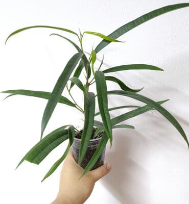 доставка цветов: РАСПРОДАЖА 🔥🔥🔥🔥 Продаю комнатные растения, цветы . РАСПРОДАЖА 🔥🔥🔥🔥 — 3