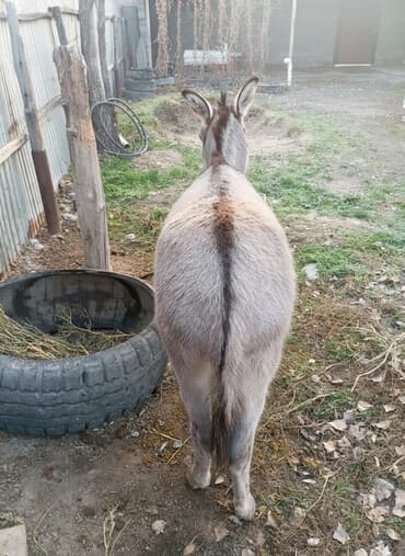 купить измельчитель травы и сена: Айгыр Эшек сатылат. Жазга 3 жаш. Жоош,минги,жүргөнү өтө тың. соодасы — 1