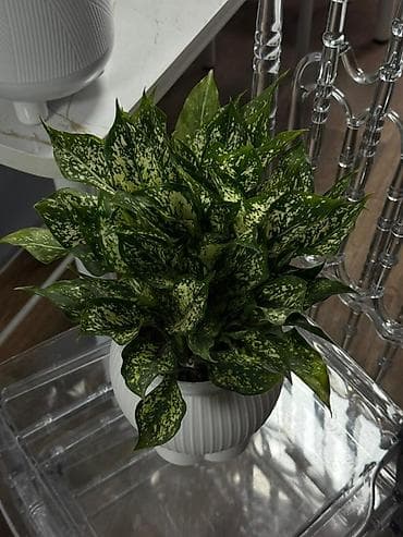 роза гул: Комнатные растения в декоративных кашпо 1) Замиокулькас (Zamioculcas — 3