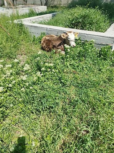 кошка домашняя: Продаю | Музоо, торпок | Полукровка | На откорм | Привязанные — 6