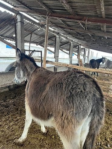 узи аппарат для животных: Домашние ослы, рабочие и хозяйственные - Порода: домашний осёл — 4