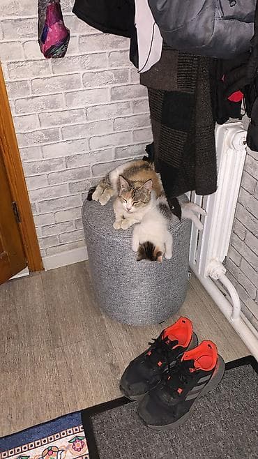 янтарный: 3 года, Девочка, Приучена к лотку, Проглистована — 2