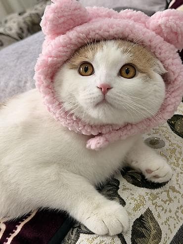 котята вислоухие: Вязка: Шотландский вислоухий Кот(Scottish Fold) 1 год,мальчик ищем — 3