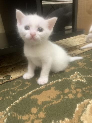 лучший ветеринар бишкек: Кошка даром: Беспородная, 2 месяца, Мальчик, Приучена к лотку — 2