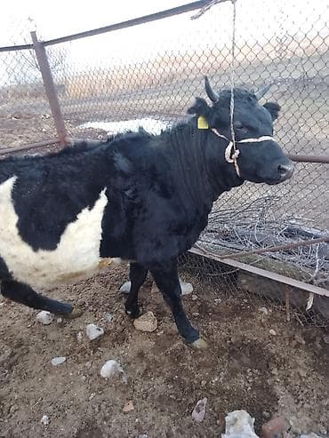 Продаю | Корова (самка) | Полукровка | Для разведения at lalafo.kg Продаю | Корова (самка) | Полукровка | Для разведения