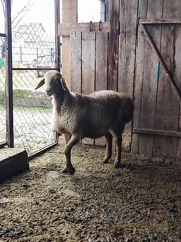 Коровы, быки: Продаю | Овца (самка) | На забой — 1