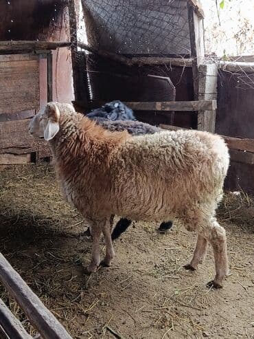 мальтипу собака: Продаю | Баран (самец) — 1