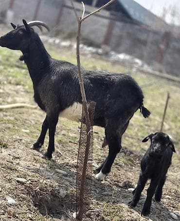 голуби белые: Продаю | Коза (самка) | Для разведения — 2