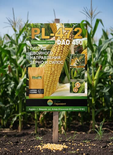 Ранние и среднеранние гибриды: В наличии семена среднеранних и ранних