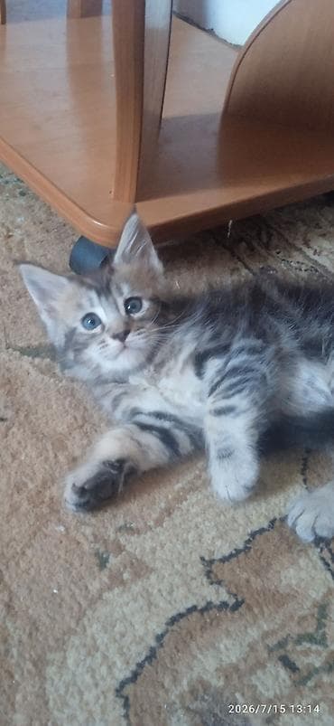 Үй жаныбарлары: Гиганты Кошачьего мира❤️ Мейн-Куны❤️❤️❤️Мини питомник не клеточного — 2