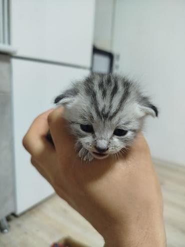приют: 1 месяц, Девочка, Приучена к лотку — 1