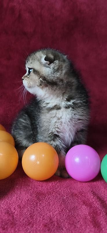 вислоухая кошка: Скотиш Фолд (Шотландская вислоухая), 2 месяца, Мальчик — 8