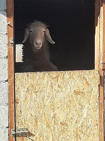 бирка для животных: Продаю | Баран (самец) — 4