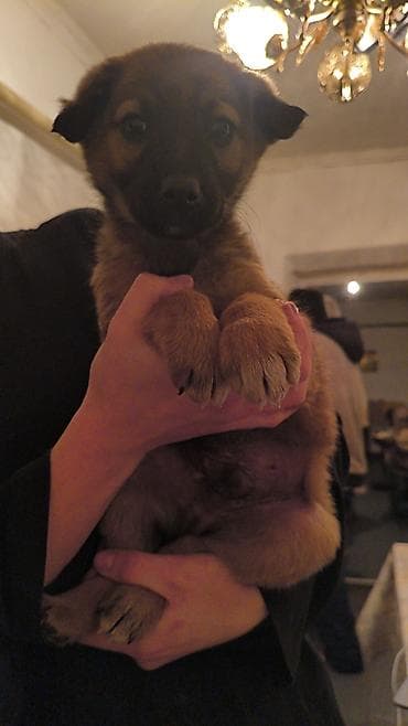 красный страитель: Щенки-дворняги, помёт 2 окраса: черно‑подпалые и рыже‑подпалые — 3