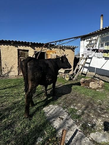 Аквариумы: Продаю | Корова (самка) | Для разведения | Привязанные — 2