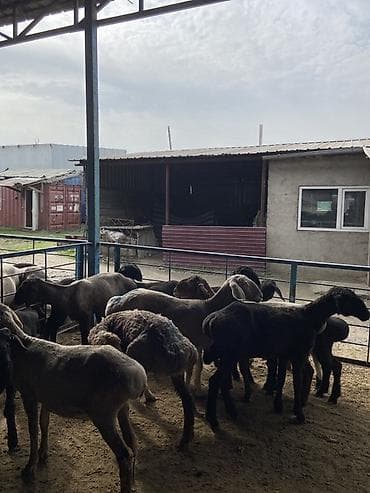 мастит: Продаю | Овца (самка), Ягненок, Баран (самец) | Для разведения — 3