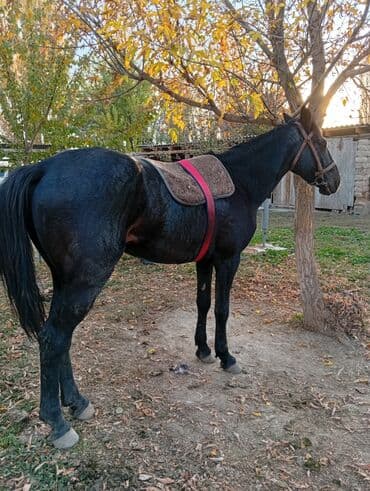 купить рабочую охотничью собаку: Продаю | Жеребец | Рабочий | Осеменитель — 3