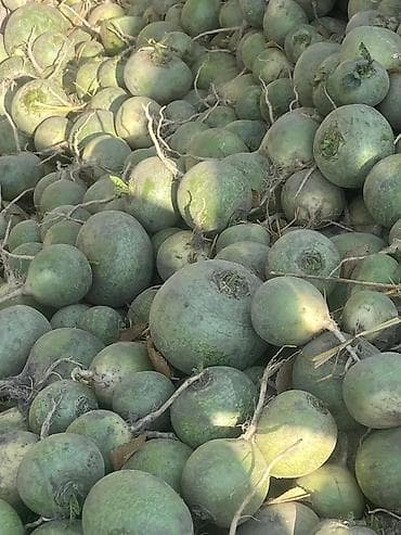 тумба под телевизор бишкек: Редька маргеланский сатам — 2