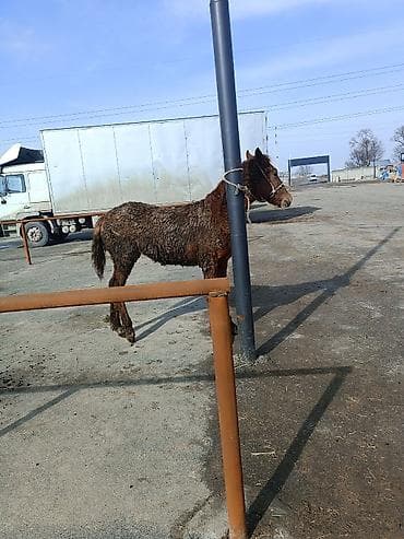 ат сатып алам: Продаю | Жеребенок | Рабочий — 2