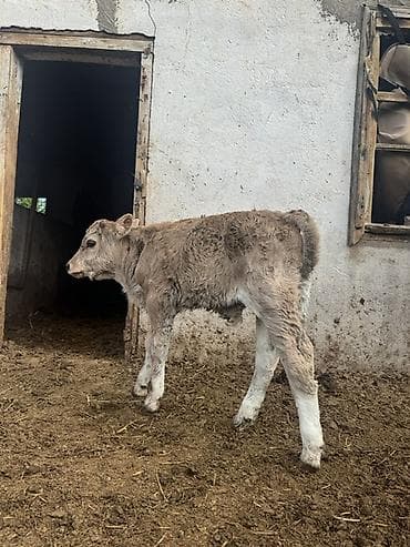 Продаю | Музоо, торпок | Полукровка | На откорм | Искусственник