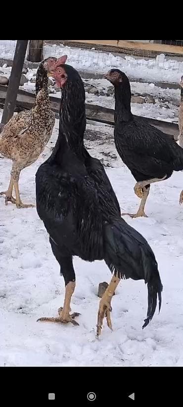 Продаю | Петух | Бойцовая | Для разведения