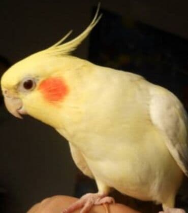 трафареты для рисования животных: Попугаи кареллы хорошо учатся говорить и приручаются к рукам. Так же — 17