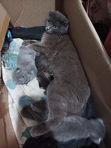 кошка серая: Котята - Помёт из нескольких малышей: два серых короткошёрстных и — 2
