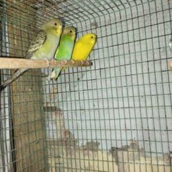 Шкафы для трансформатора: Продаю попугаев — 3