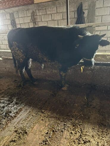 Продаю | Бык (самец) | На откорм | Привязанные