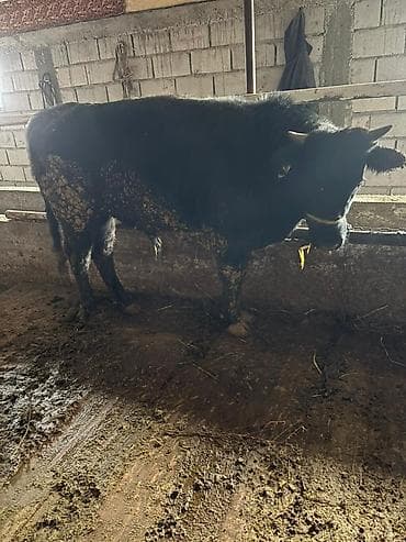 бодоно сатылат: Сатам | Бука (эркек) | Бордоп семиртүү үчүн | Байланган — 1