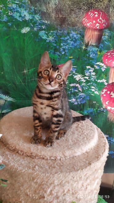 купить породистых котят: Привет друзья. красивейший новый помет бенгальских котят. сейчас нам — 10