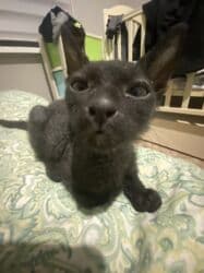 Грызуны: Сфинкс, 3 месяца, Мальчик, Метис, Приучена к лотку, Проглистована — 2