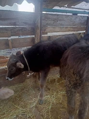 бычок симентал: Продаю | Корова (самка) | Для разведения | Привязанные — 9